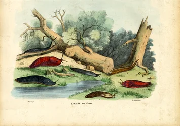 Lumaca Limax, 1863-79